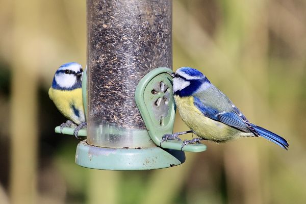 Bird Feeder Mounting Service in Pickerington