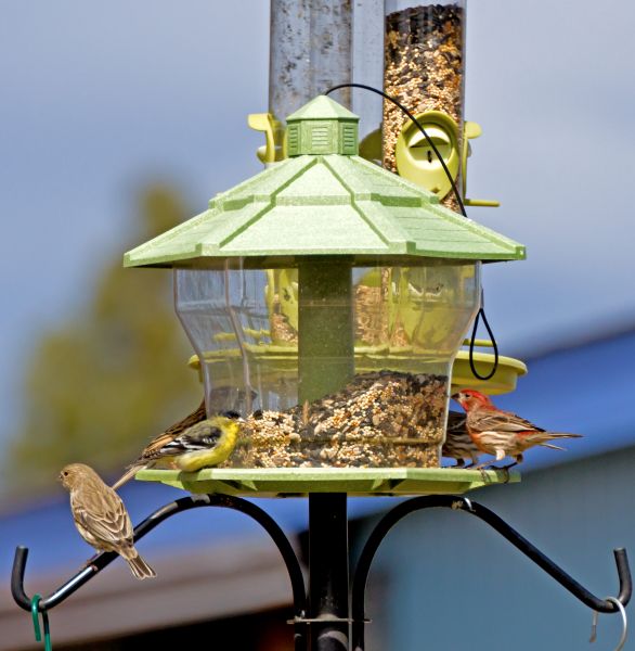 Bird Feeder Installation in Pickerington